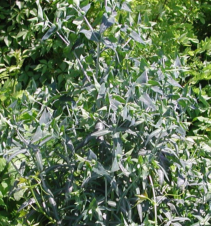 Euphorbia lathyris